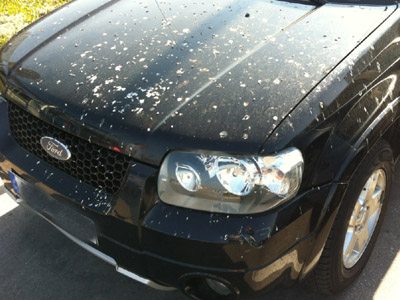 Τον γέμισαν… κουτσουλιές